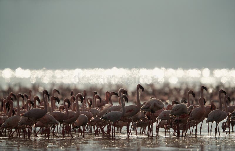Lesser Flamingos and beautiful bokeh reflection at the backdrop royalty free stock image