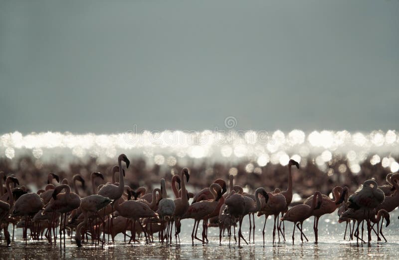 Lesser Flamingos and beautiful bokeh reflection at the backdrop royalty free stock images