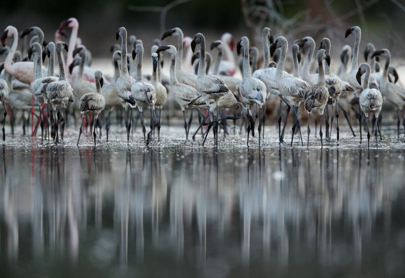 Lesser Flamingos and dramatic reflection, lakr Bogoria stock images