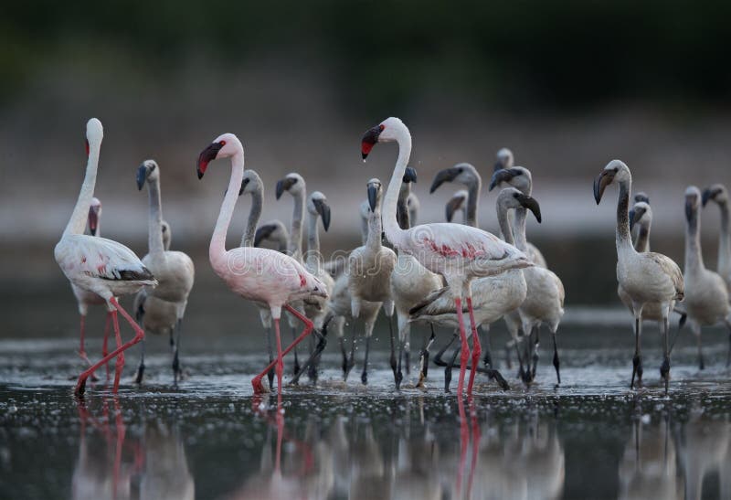 Lesser Flamingos and reflection, Lake Bogoria royalty free stock photo