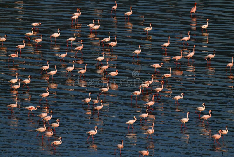 lake natron birds lake natron birds