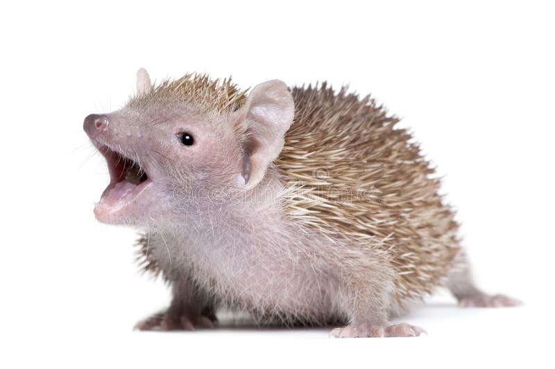 Lesser Hedgehog Tenrec with mouth open