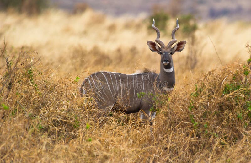 A Lesser Kudu