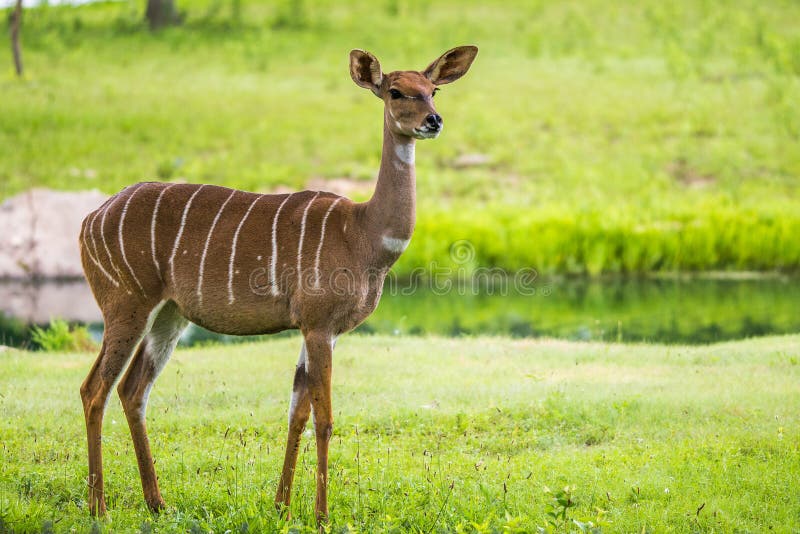 Lesser kudu from Africa