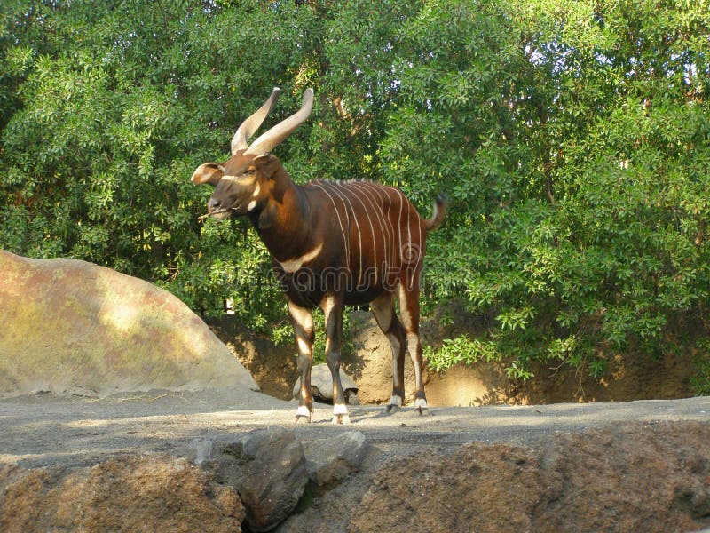 Lesser kudu