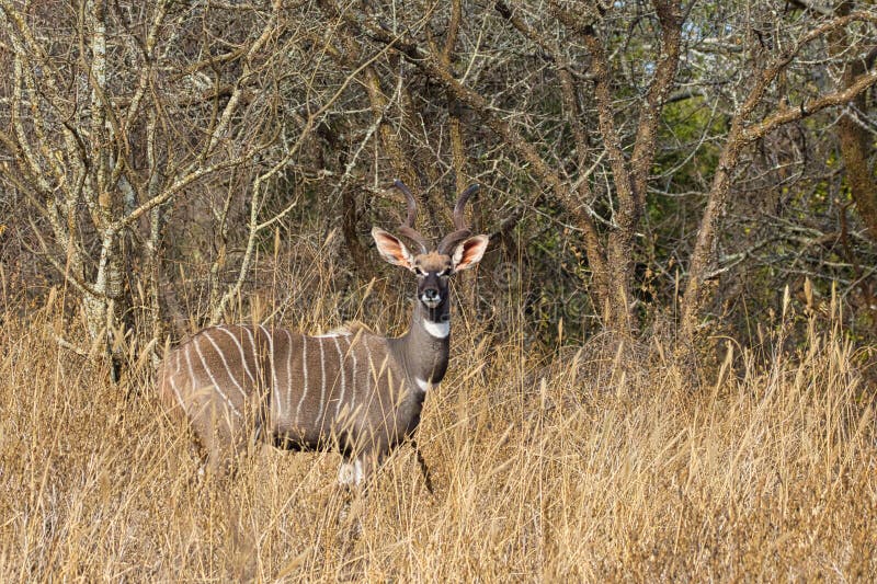 Lesser kudu, Tragelaphus imberbis, standing in tall grass in front of trees and bushes. royalty free stock images Lesser kudu, Tragelaphus imberbis, standing in tall grass in front of trees and bushes. royalty free stock images