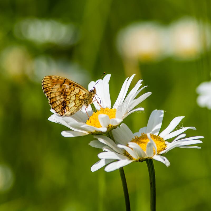 Lesser Marbled Fritillary sur une marguerite des prés images libres de droits Lesser Marbled Fritillary sur une marguerite des prés images libres de droits