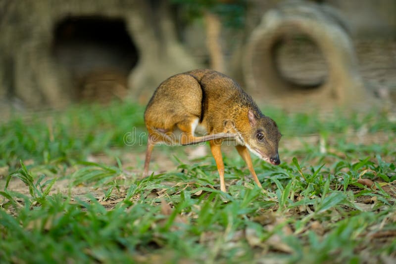 Lesser Mouse-deer stock photo. Image of antler, animal - 197886066