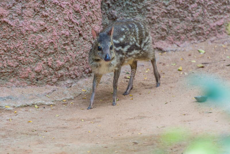 277 Lesser Mouse Deer Photos Free Royalty Free Stock Photos From Dreamstime