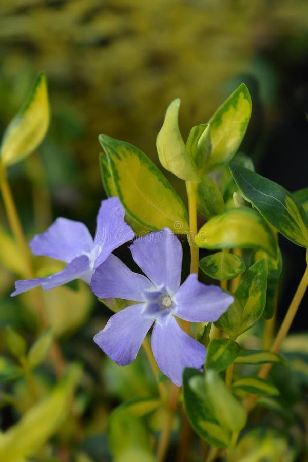 Lesser Periwinkle Illumination Stockbild Bild von