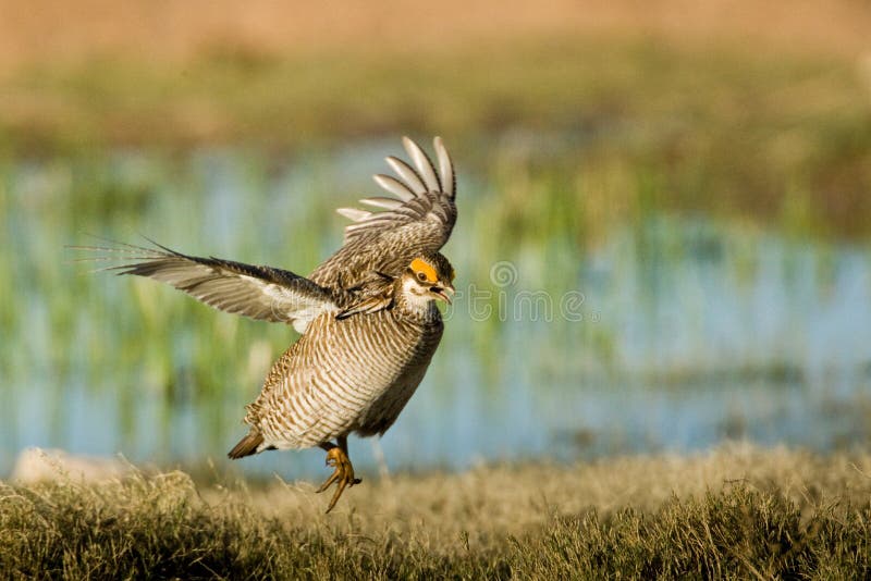 Lesser Prairie Chicken