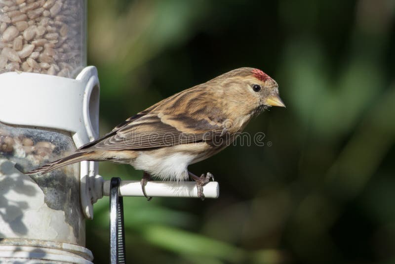 Lesser Redpoll (cabaret d'Acanthis) photographie stock Lesser Redpoll (cabaret d'Acanthis) photographie stock