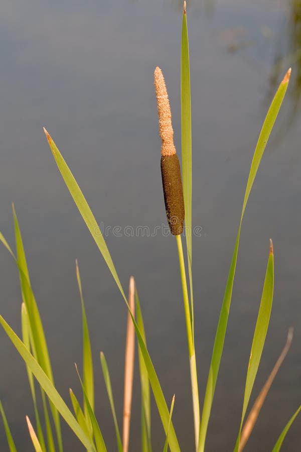 Lesser reed mace stock photo. Image of brown, blow, green 15940172