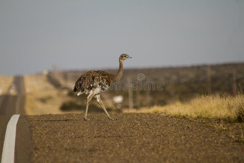 Small Lesser rhea to the side of road in patagonia. Small Lesser rhea to the side of road in patagonia.