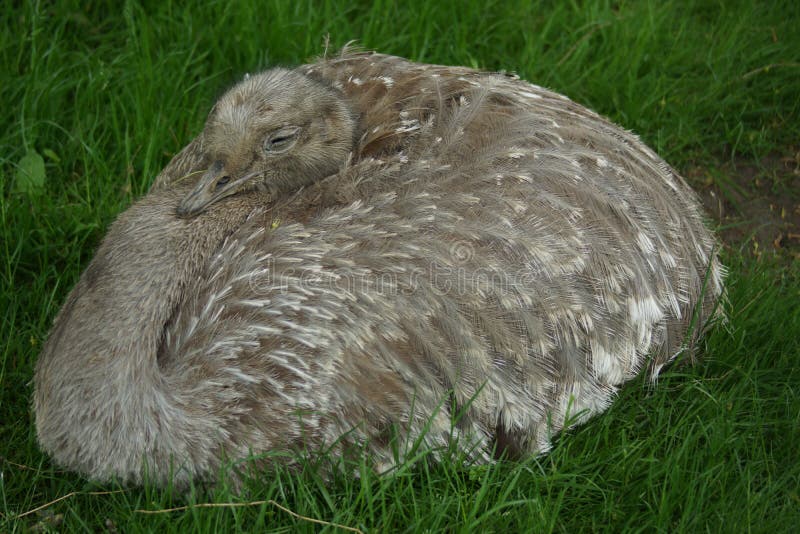 A Wild Lesser Rhea - Rhea pennata. A Wild Lesser Rhea - Rhea pennata