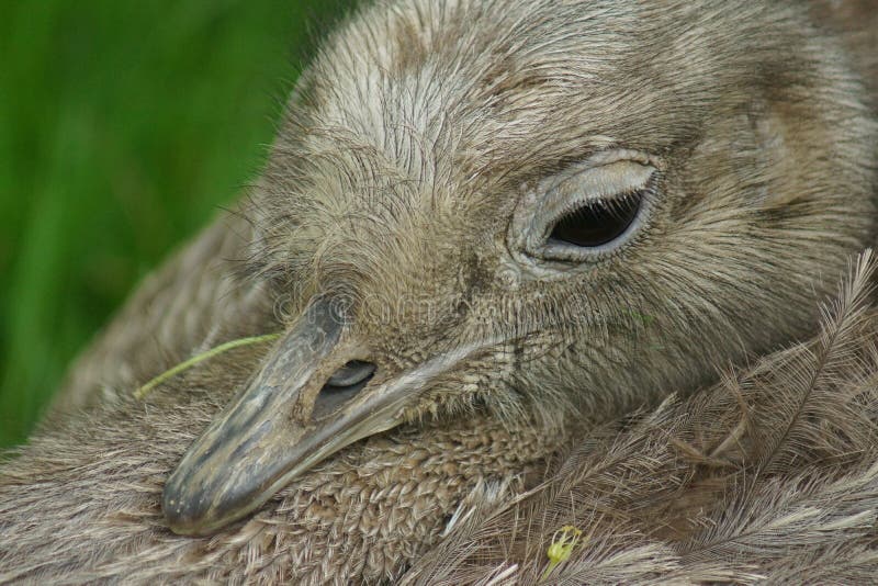 A Wild Lesser Rhea - Rhea pennata. A Wild Lesser Rhea - Rhea pennata