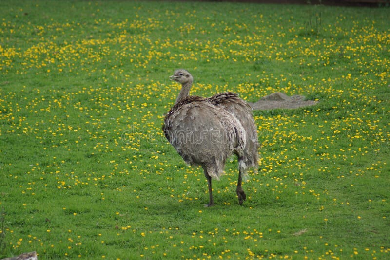 A Wild Lesser Rhea - Rhea pennata. A Wild Lesser Rhea - Rhea pennata