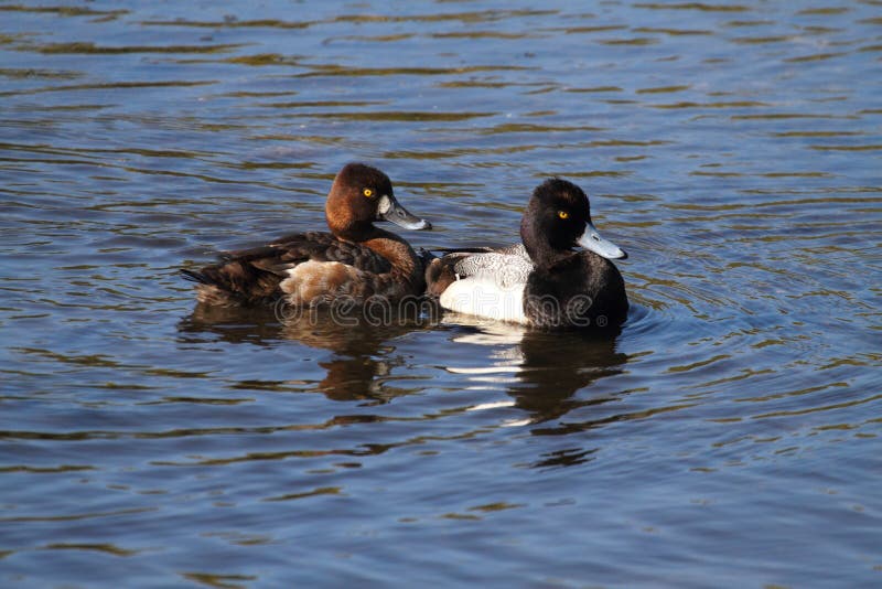 Lesser Scaup (Aythya affinis)