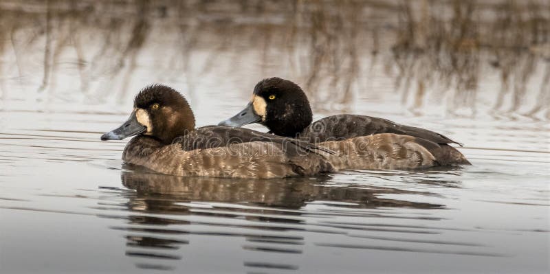 Two female Lesser Scaups. The lesser scaup is a diving duck. The name in greek is aithvia means seabird. The lesser scaup is also called the broadbill duck as its beak is so wide. The Scaup loves to eat plants and crabs. The two brown female scaups are swimming in the great bay tuckerton, nj
