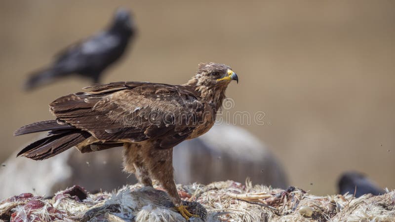 Lesser Spotted Eagle Standing on Top of Carrion