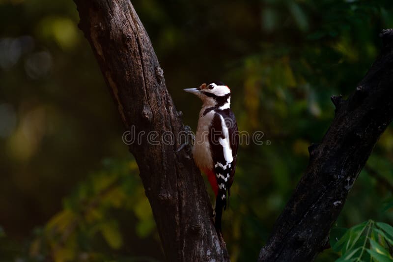 Lesser spotted woodpecker on tree trunk. Fall royalty free stock photography
