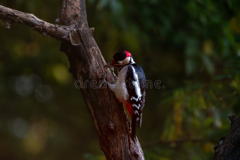 Lesser spotted woodpecker on tree trunk. Fall royalty free stock images