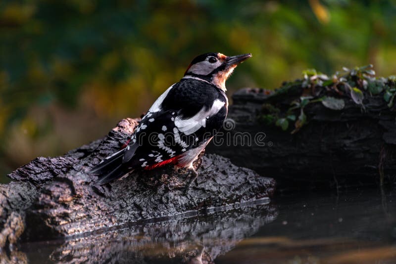 Lesser spotted woodpecker on tree trunk. Fall stock photos