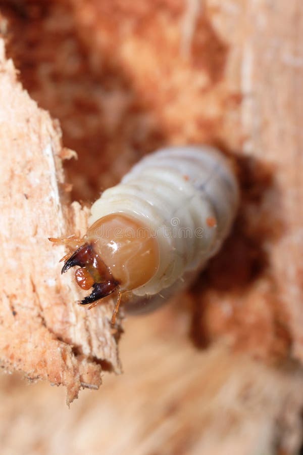 Lesser stag beetle larva grub