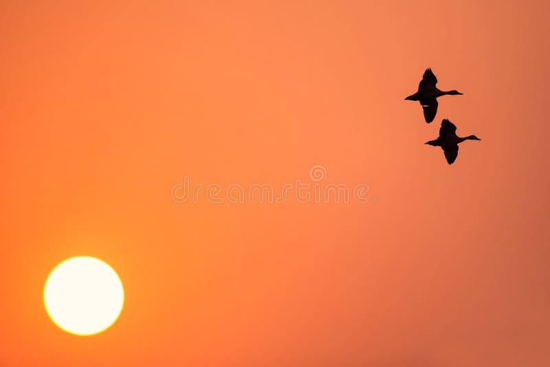 Lesser whistling ducks flying at sunset in Keoladeo Ghana Nation