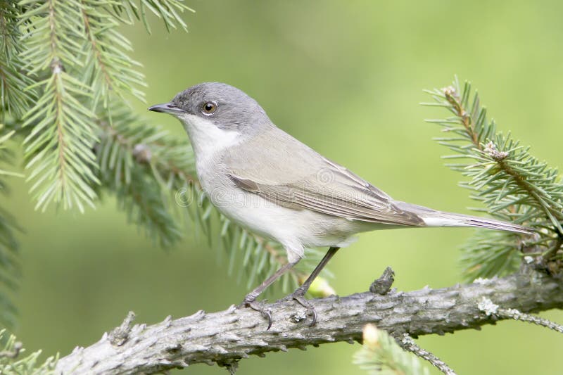 Lesser whitethroat in natural habitat - close up / Sylvia curruca