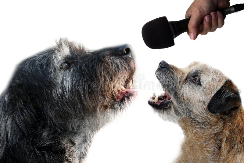 Let us sing a duet together. Lets sing together, border terrier and big black mongrel dog practice singing in microphone. They want to become pop stars stock photo