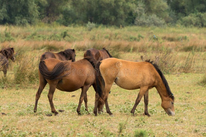 Letea Wild Free Horses in Danube Delta Romania