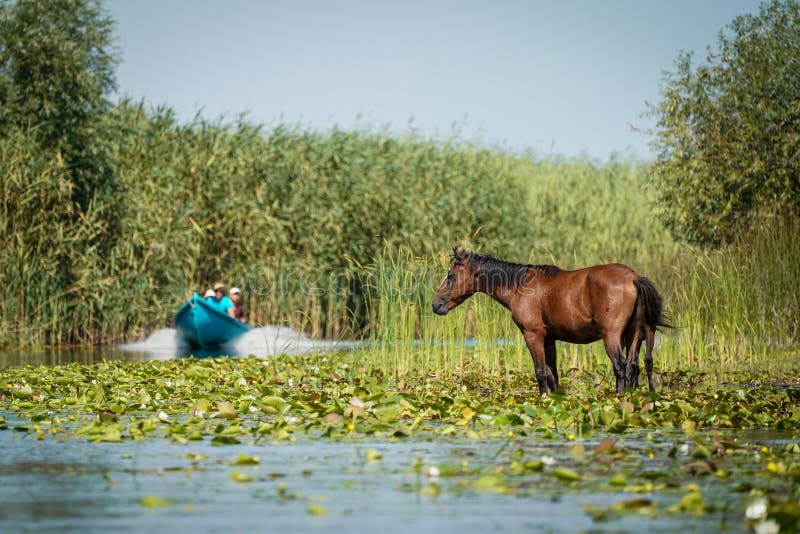 Letea Wild Horses in Danube Delta Romania