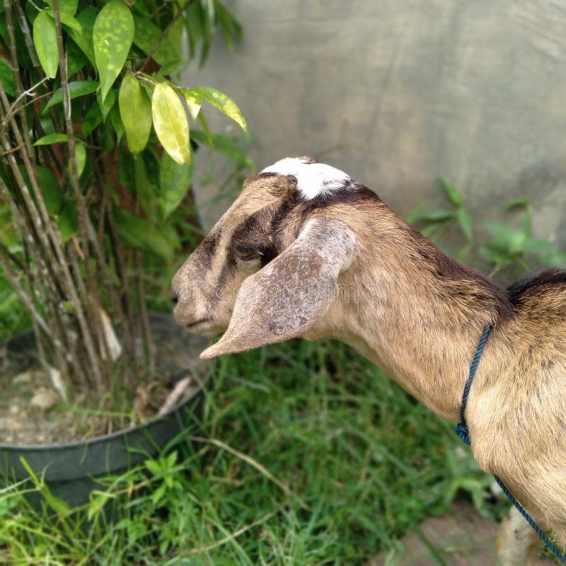Lethargic goats stock image. Image of branch, reptile 272037367