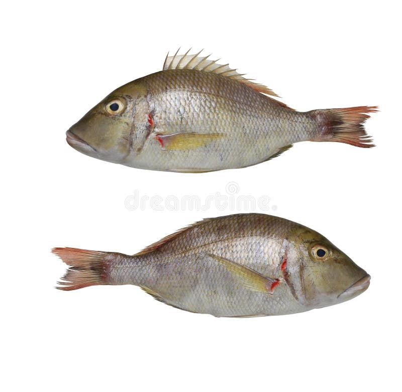 Lethrinus Lentjan或桃红色耳朵皇帝鱼库存照片 图片包括有lentjan或桃红色耳朵皇帝鱼