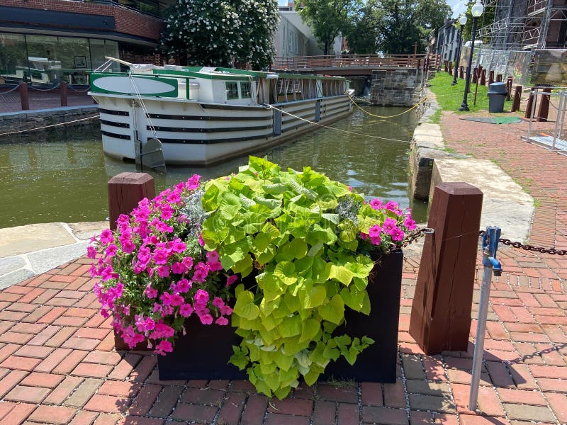 Letnie kwiaty i nowa barka w georgetown w waszyngtonie