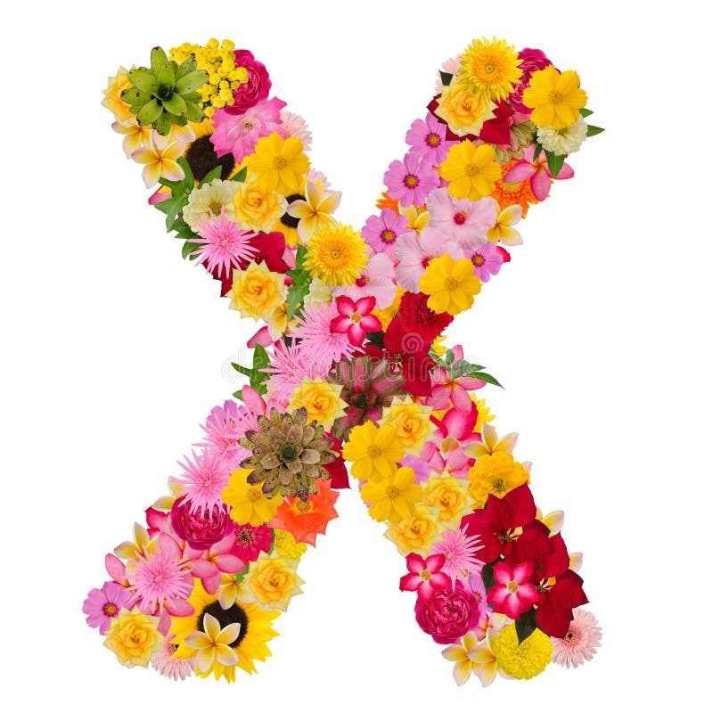 Letter X Alphabet with Flower ABC Concept Type As Logo Isolated Stock Photo Image of hibiscus
