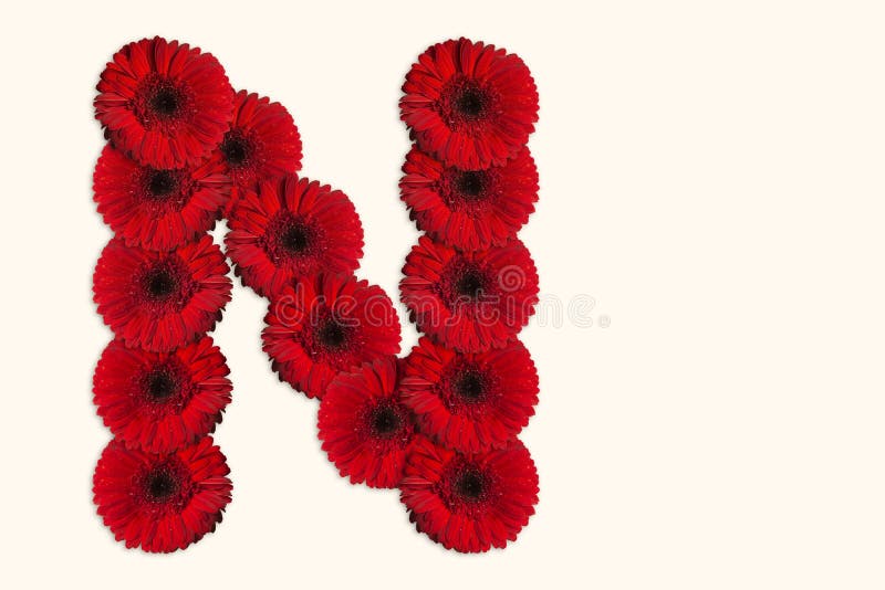Letter N Daisy Flower Alphabet on Isolated Background. Decorative Floral Letter Stock Photo - Image of garden, floral: 181466528 Letter N Daisy Flower Alphabet on Isolated Background. Decorative Floral Letter Stock Photo - Image of garden, floral: 181466528