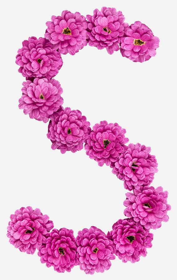 Letter S, Alphabet from Flowers of Chrysanthemum, Isolated on White Background Stock Image - Image of sign, chrysanthemum: 106993037 Letter S, Alphabet from Flowers of Chrysanthemum, Isolated on White Background Stock Image - Image of sign, chrysanthemum: 106993037