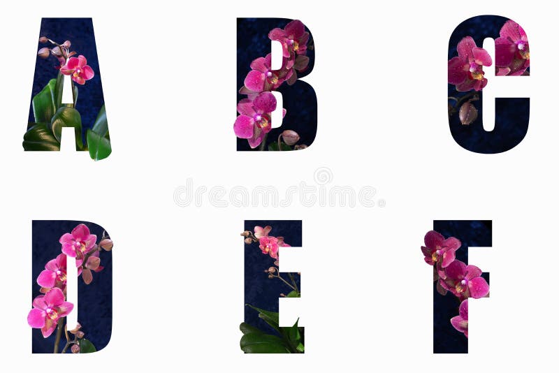 Letters a B C D E F of Beautiful Flowers and Branches of Orchids Stock  Photo - Image of bloom, nature: 153126000