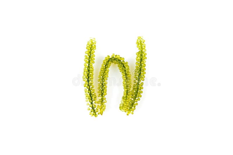 Letters from seaweed stock photo. Image of background - 156832416