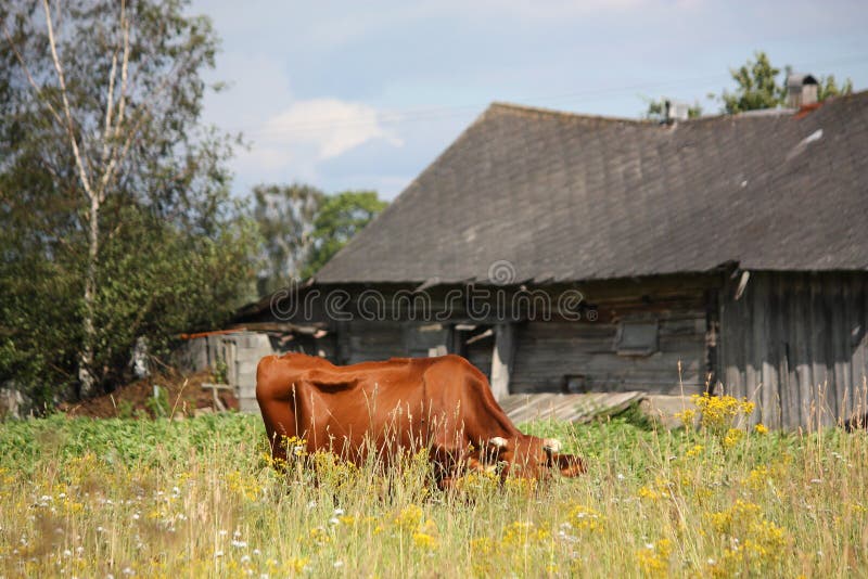 Brown Latvian cow at the pasture in summer near the wooden barn. Brown Latvian cow at the pasture in summer near the wooden barn