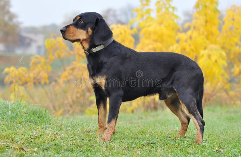 Latvian hound standing on the field in the beautiful Autumn. Latvian hound standing on the field in the beautiful Autumn