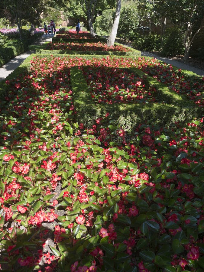 Letto di fiore della begonia con il sole e l'ombra fotografia stock