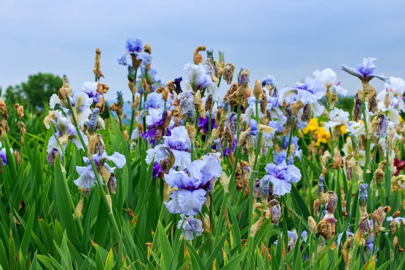 Letto di fiori con irsie colorate fotografia stock libera da diritti