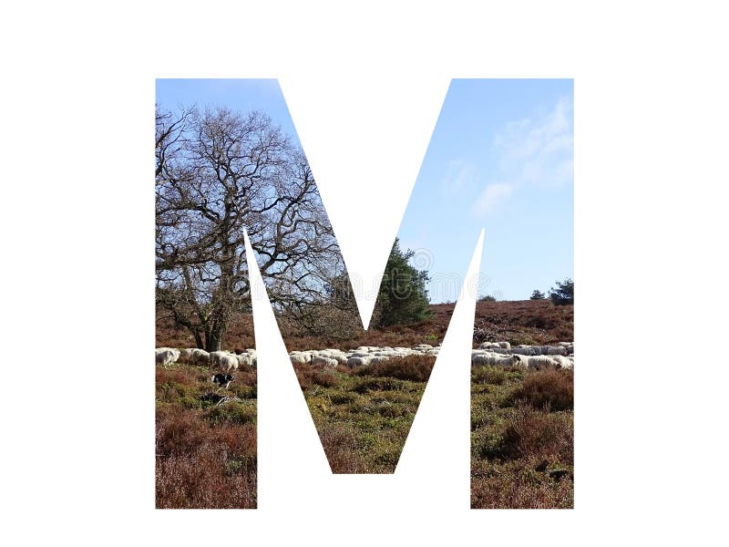 Letter M of the alphabet made with a herd of sheep in the heather and a blue sky, with colors brown, white, beige, blue and green, isolated on a white background. Letter M of the alphabet made with a herd of sheep in the heather and a blue sky, with colors brown, white, beige, blue and green, isolated on a white background