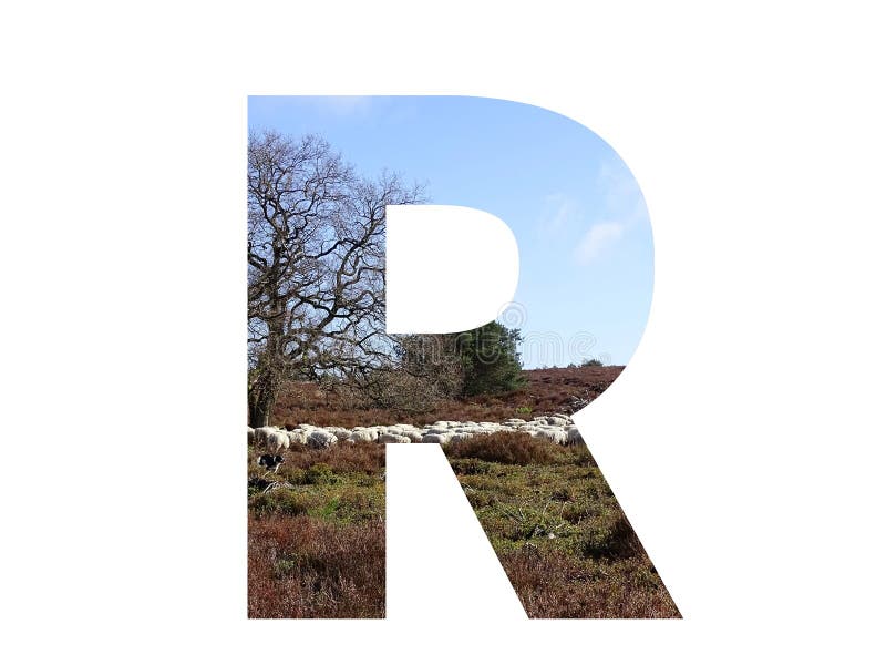 Letter R of the alphabet made with a herd of sheep in the heather and a blue sky, with colors brown, white, beige, blue and green, isolated on a white background. Letter R of the alphabet made with a herd of sheep in the heather and a blue sky, with colors brown, white, beige, blue and green, isolated on a white background