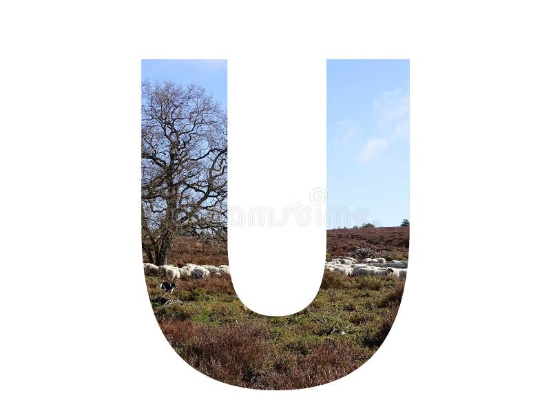 Letter U of the alphabet made with a herd of sheep in the heather and a blue sky, with colors brown, white, beige, blue and green, isolated on a white background. Letter U of the alphabet made with a herd of sheep in the heather and a blue sky, with colors brown, white, beige, blue and green, isolated on a white background