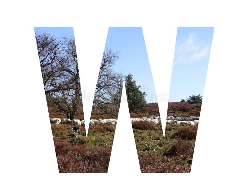 Letter W of the alphabet made with a herd of sheep in the heather and a blue sky, with colors brown, white, beige, blue and green, isolated on a white background. Letter W of the alphabet made with a herd of sheep in the heather and a blue sky, with colors brown, white, beige, blue and green, isolated on a white background