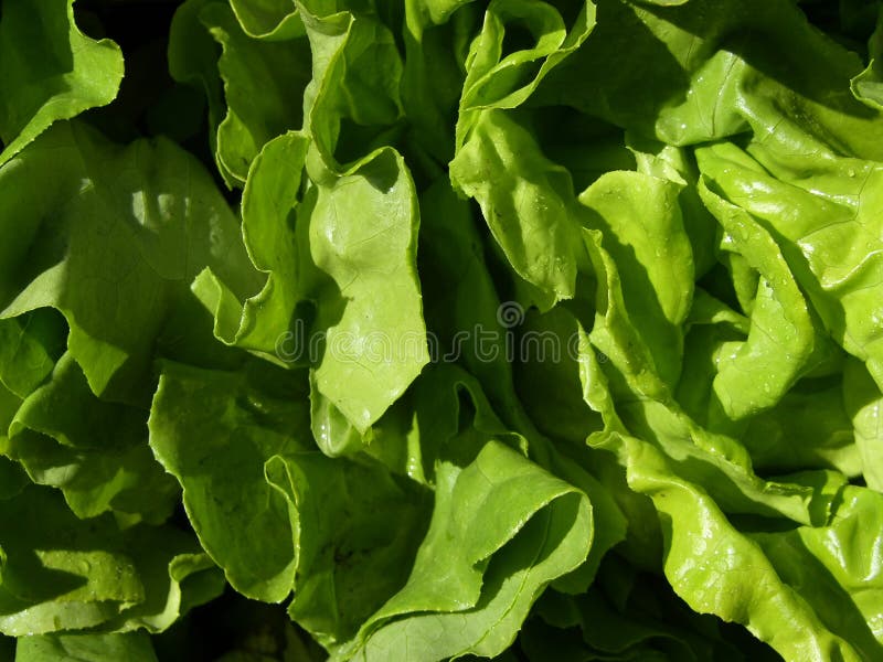 7,164 Wet Lettuce Stock Photos Free & RoyaltyFree Stock Photos from
